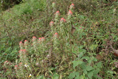 Castilleja arvensis arvensis