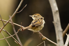 Cincloramphus timoriensis