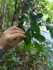 Glochidion rubrum