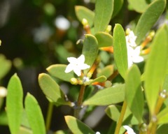 Alyxia buxifolia