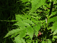 Erechtites valerianifolius