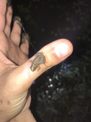 Pseudopaludicola falcipes