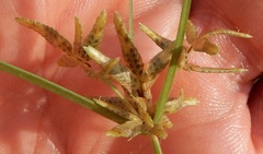 Cyperus flavescens