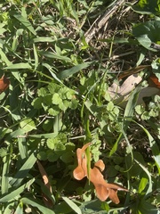 Lamium