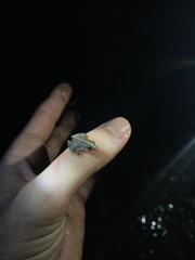 Pseudopaludicola falcipes