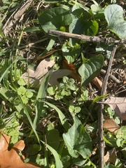 Lamium
