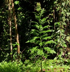Erechtites valerianifolius