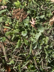 Lamium