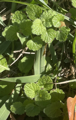 Lamium