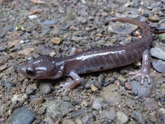 Aneides lugubris