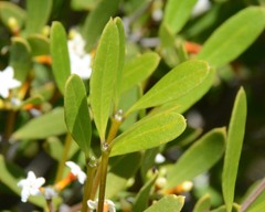 Alyxia buxifolia