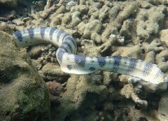 Hydrophis major