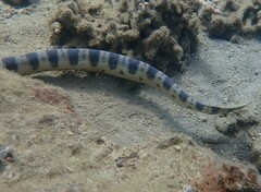 Hydrophis major