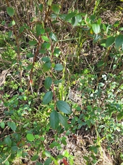 Cotoneaster glaucophyllus