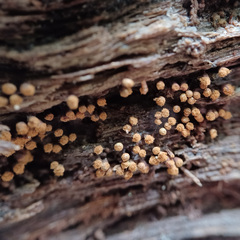 Hemitrichia calyculata