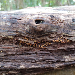 Hemitrichia calyculata