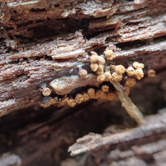 Hemitrichia calyculata