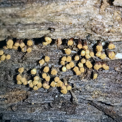 Hemitrichia calyculata