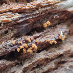 Hemitrichia calyculata