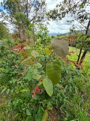 Corymbia