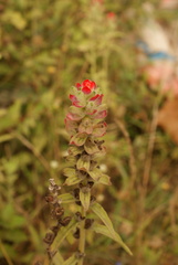 Castilleja arvensis arvensis