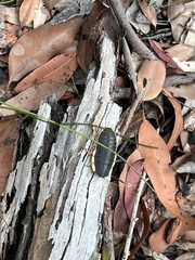 Polyzosteria limbata