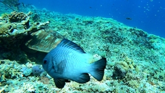 Dascyllus trimaculatus