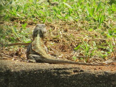 Acanthocercus atricollis