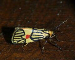 Callisthenia angusta