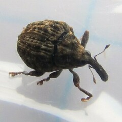 Craponius inaequalis