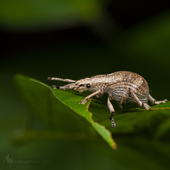 Episomus chinensis