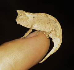 Brookesia superciliaris