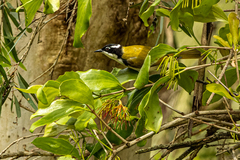 Melithreptus albogularis