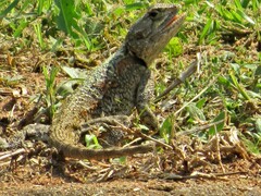 Acanthocercus atricollis