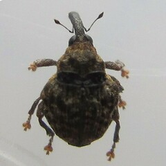 Craponius inaequalis