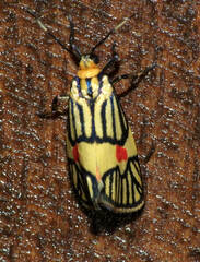 Callisthenia angusta