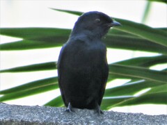 Melaenornis pammelaina ater
