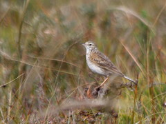 Anthus australis