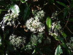 Pavetta australiensis