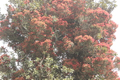 Metrosideros carminea