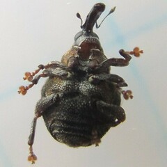 Craponius inaequalis