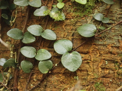 Metrosideros carminea