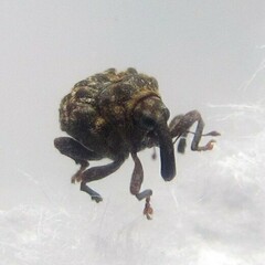 Craponius inaequalis