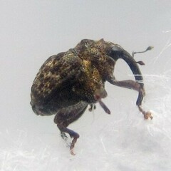 Craponius inaequalis