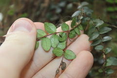 Metrosideros carminea