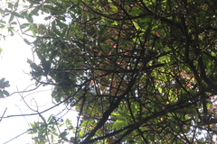 Metrosideros carminea