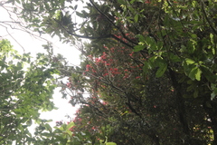 Metrosideros carminea