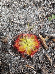 Drosera xerophila