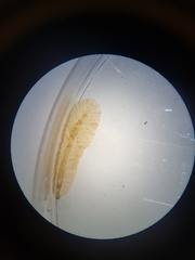 Leptoplanoidea