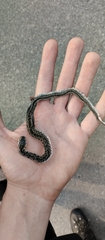 Amphiesma stolatum
